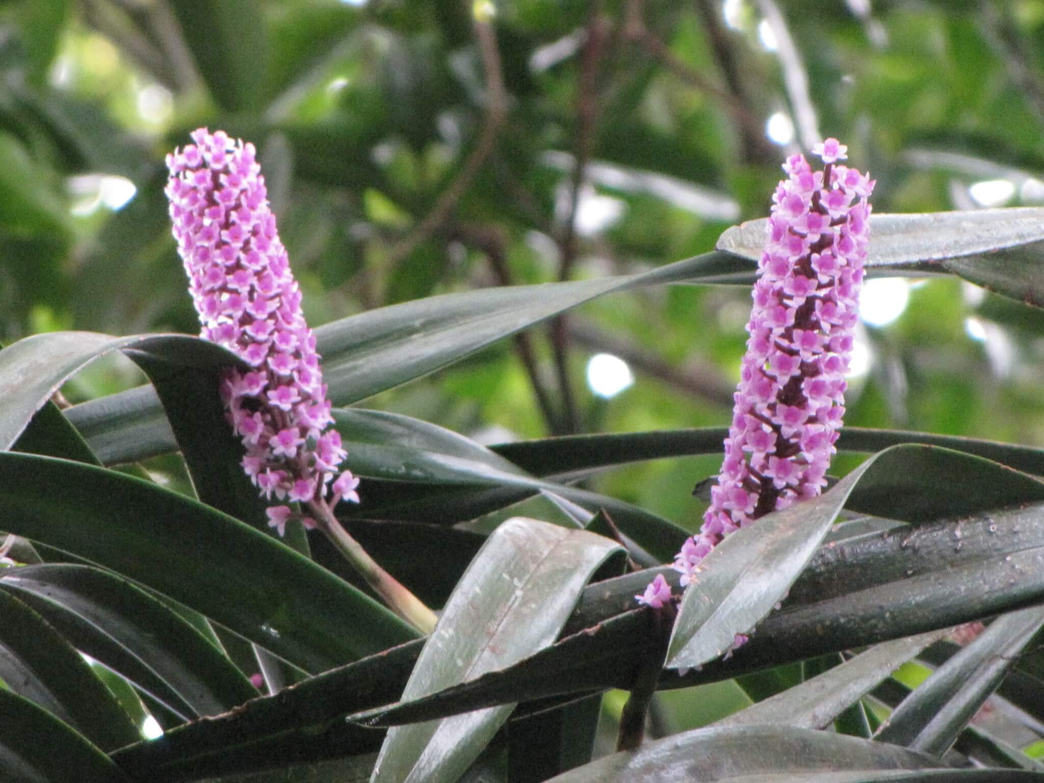 Arpophyllum giganteum